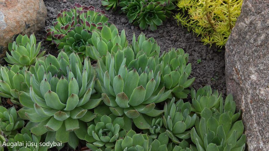 Šilropė (Sempervivum) nr.19