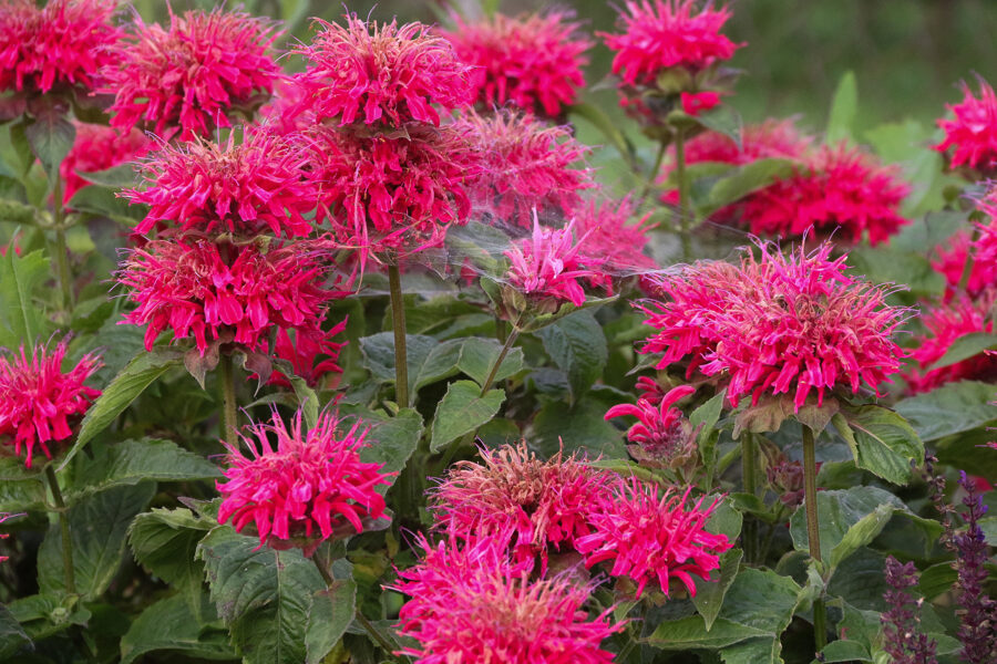 Monarda (Monarda) nr.2