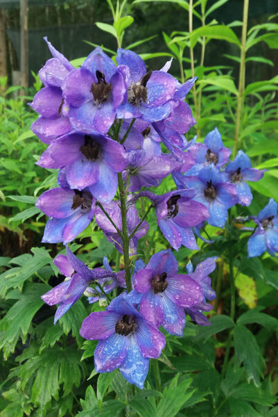 Pentinius (Delphinium elatum) nr.2