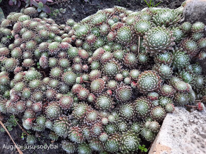 Šilropė (Sempervivum) nr.2