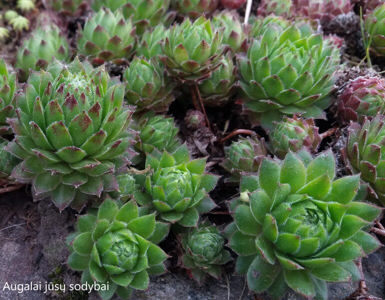 Šilropė (Sempervivum) nr.20