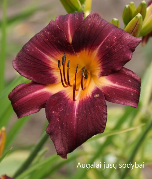 Viendienė (Hemerocallis) nr.20