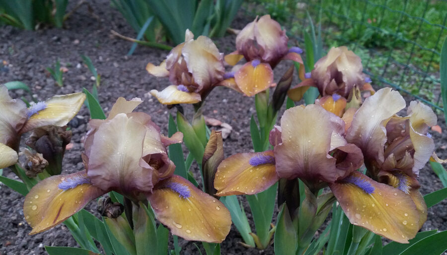 Vilkdalgis (Iris) nr.2