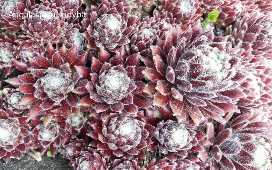 Šilropė (Sempervivum) nr.3