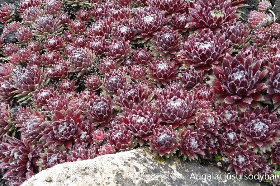 Šilropė (Sempervivum) nr.3