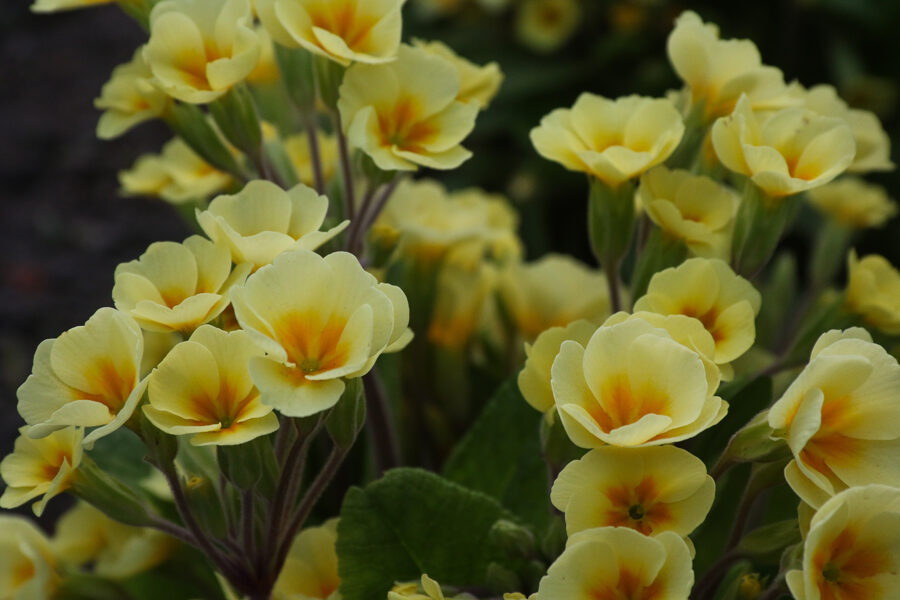 Raktažolė (Primula vulgaris) nr.3