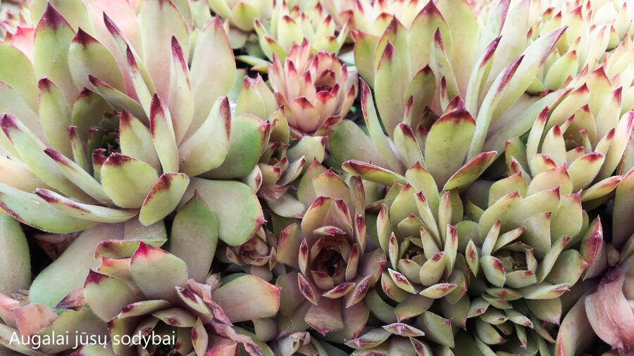 Šilropė (Sempervivum) nr.4