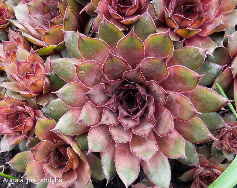 Šilropė (Sempervivum) nr.5