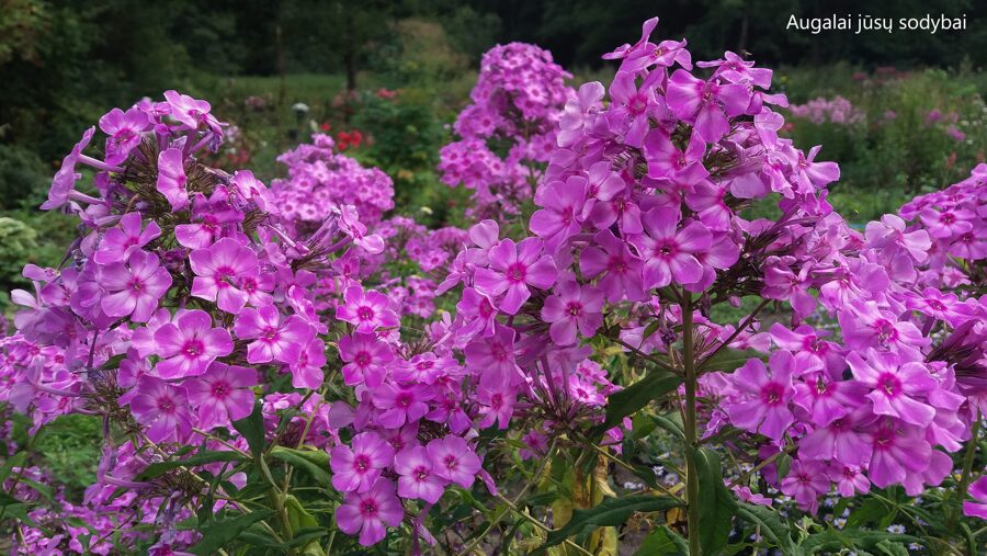 Flioksas (Phlox paniculata) nr.5