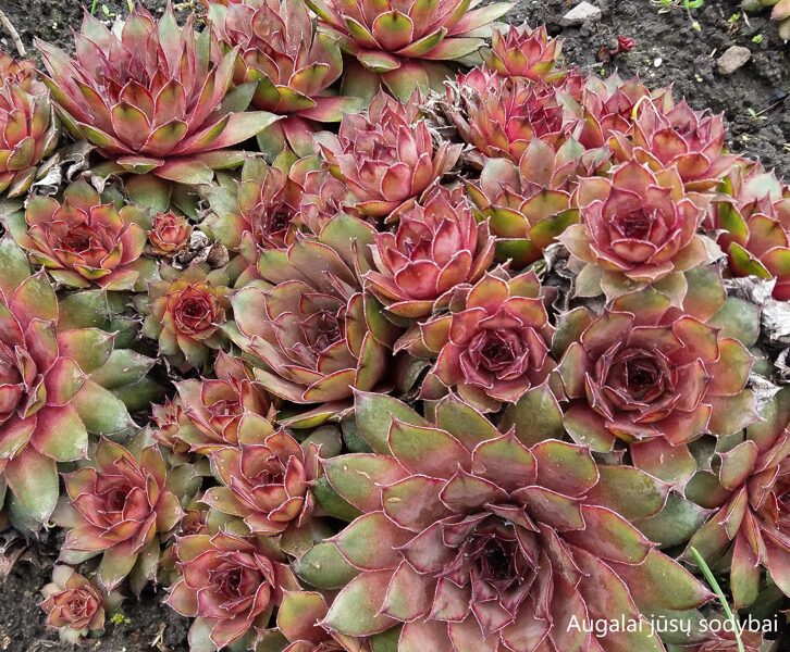 Šilropė (Sempervivum) nr.5