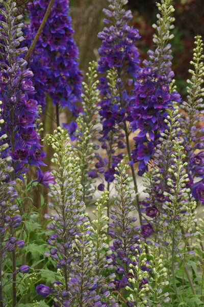 Pentinius (Delphinium) nr.1