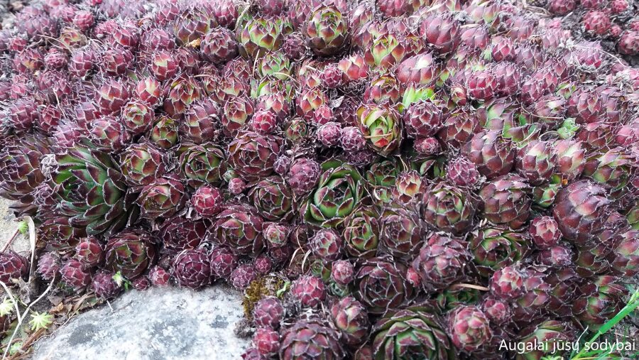 Šilropė (Sempervivum) nr.6