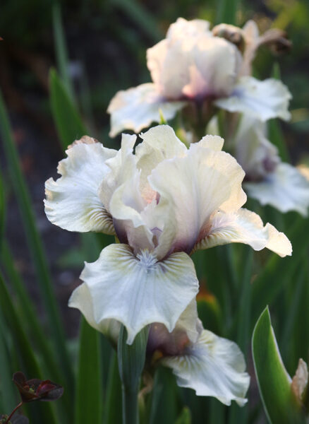 Vilkdalgis (Iris) nr.7