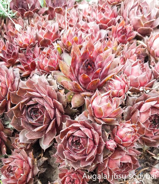 Šilropė (Sempervivum) nr.7