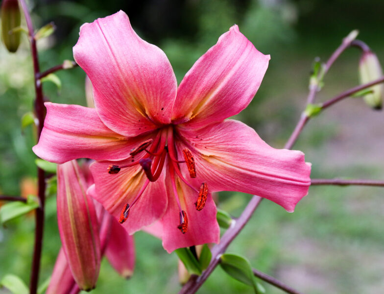 Lelija (Lilium) nr.8