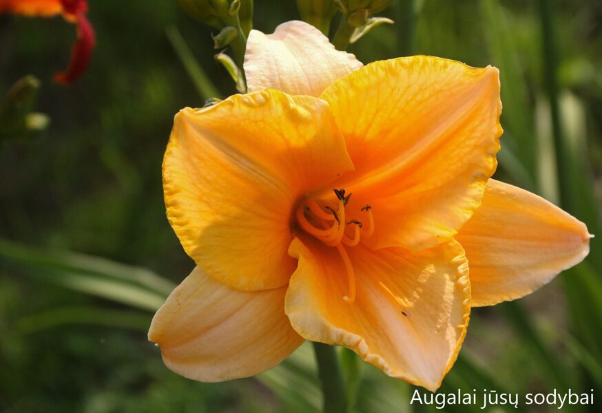Viendienė (Hemerocallis) nr.9
