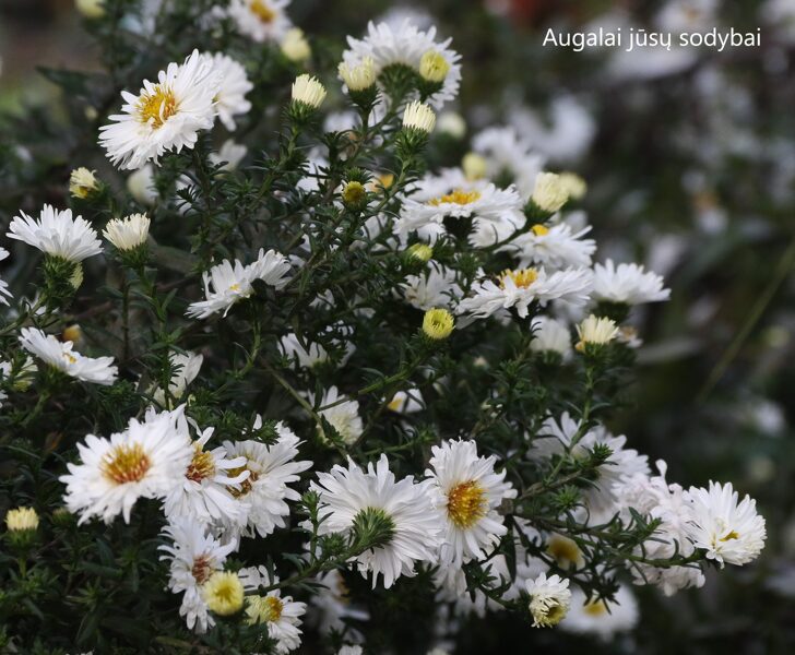 Virgininis astras (Aster novi-belgii) 'White Ladies'