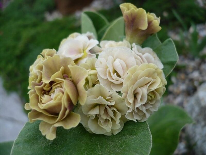 Raktažolė ausytoji (Primula auricula) 'Nymph'