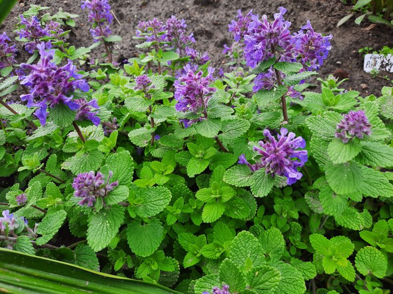 Kekinė katžolė (Nepeta racemosa) 'Odeur Citron'