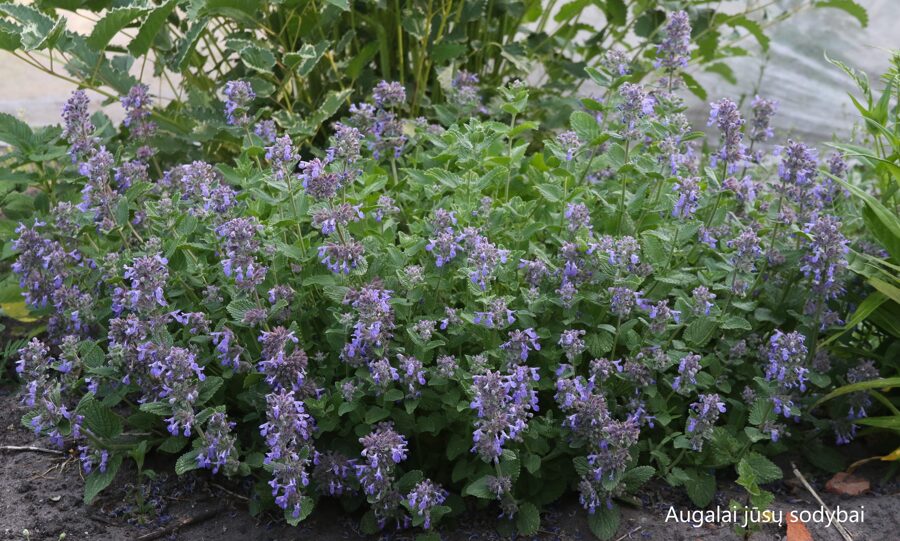 Kekinė katžolė (Nepeta racemosa) 'Odeur Citron'