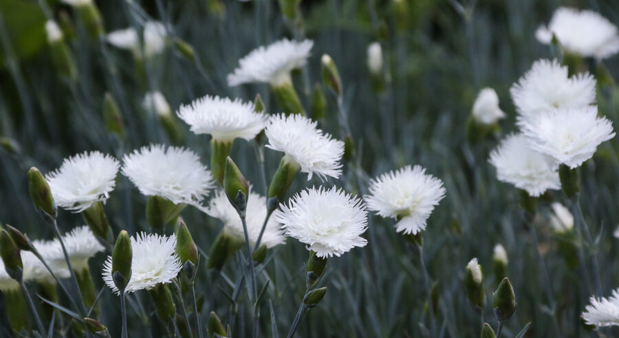 Gvazdikas (Dianthus) 'Ohrid'