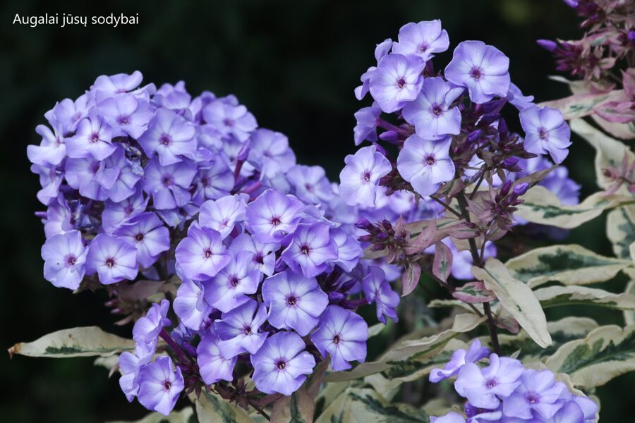 Šluotelinis flioksas (Phlox paniculata) 'Olympus'
