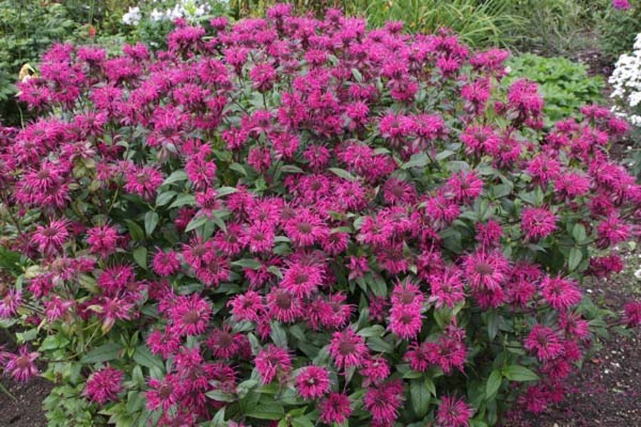 Monarda (Monarda) 'On Parade'