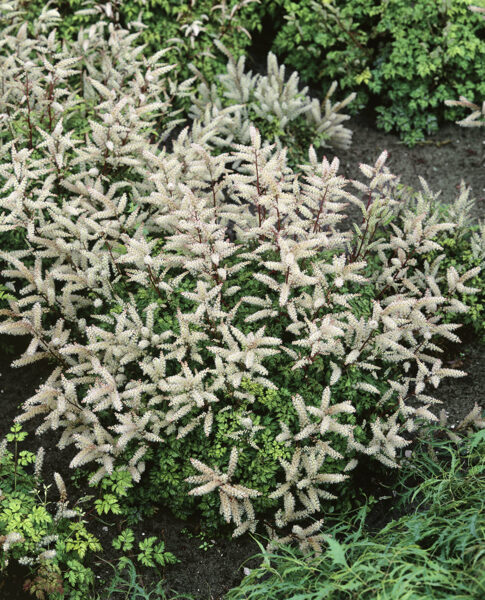 Arunkas (Aruncus aethusifolius) 'Opulenz‘