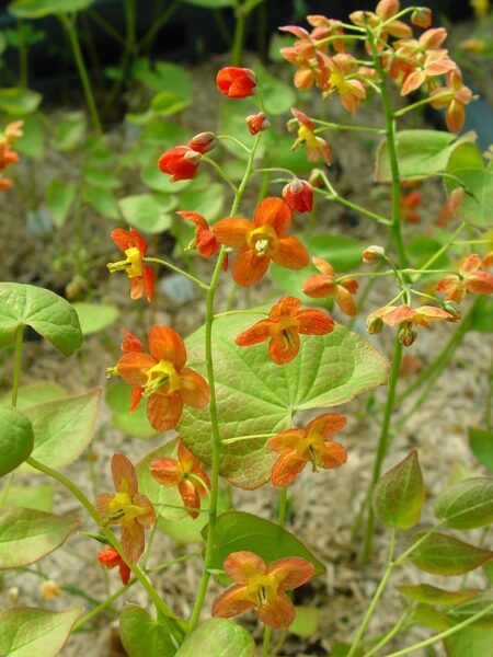 Epimedis (Eppimedium x warleyense) 'Orange Queen'