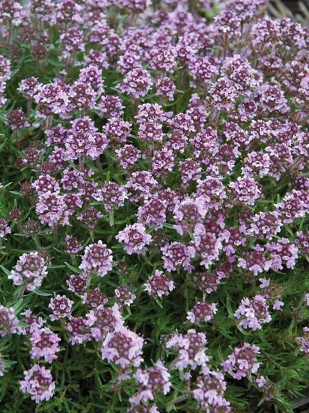 Vaistinis čiobrelis (Thymus vulgaris) ‘Orange Spice’