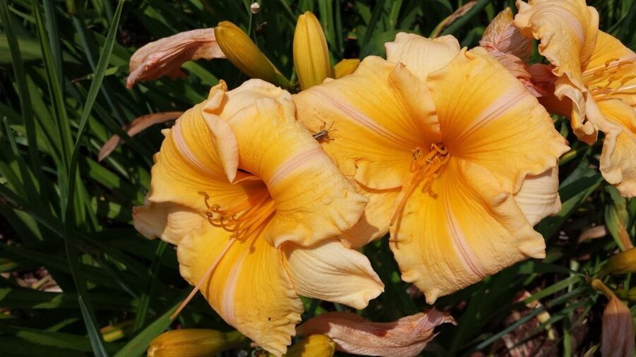 Viendienė (Hemerocallis) 'Orange Velvet'