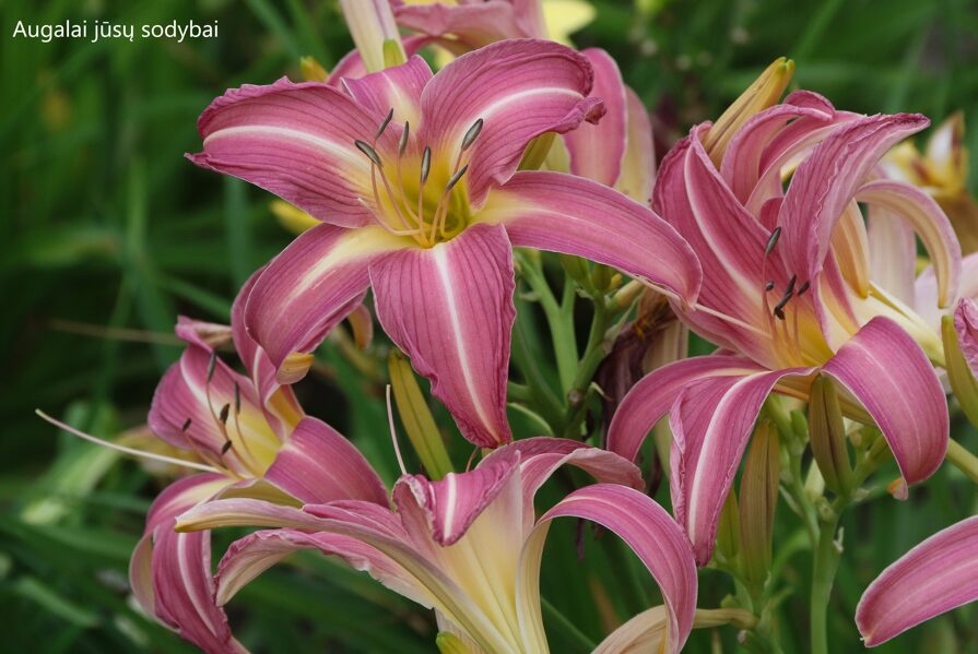 Viendienė (Daylily) 'Orchid Corsage'