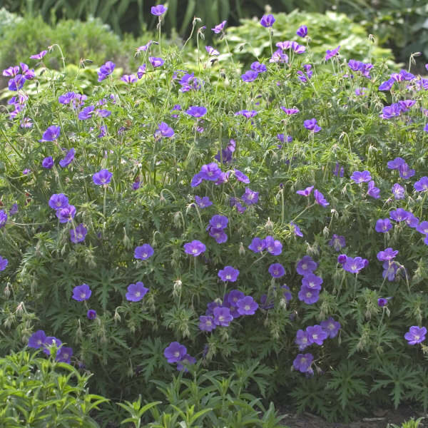 Snaputis (Geranium) 'Orion'