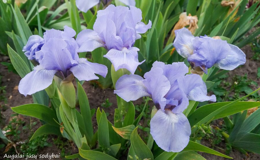 Vilkdalgis (Iris) 'Ornament'