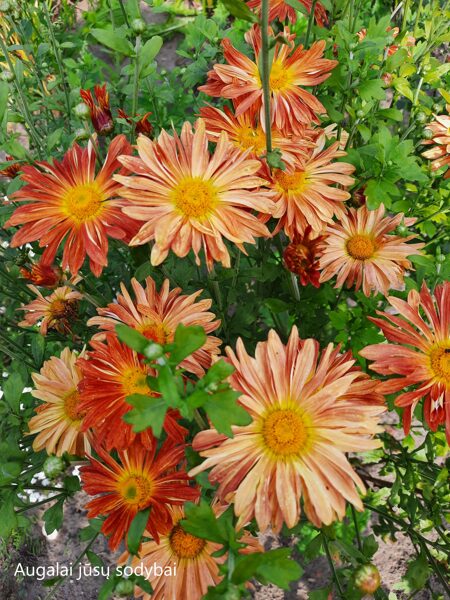 Chrizantema (Chrysanthemum) 'Osenije Izobylije'