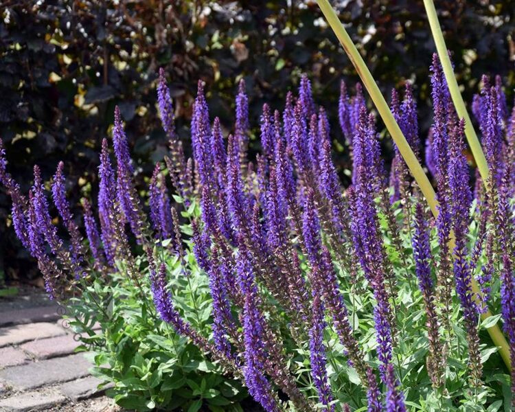 Gojinis šalavijas (Salvia nemorosa) ‘Ostfriesland’