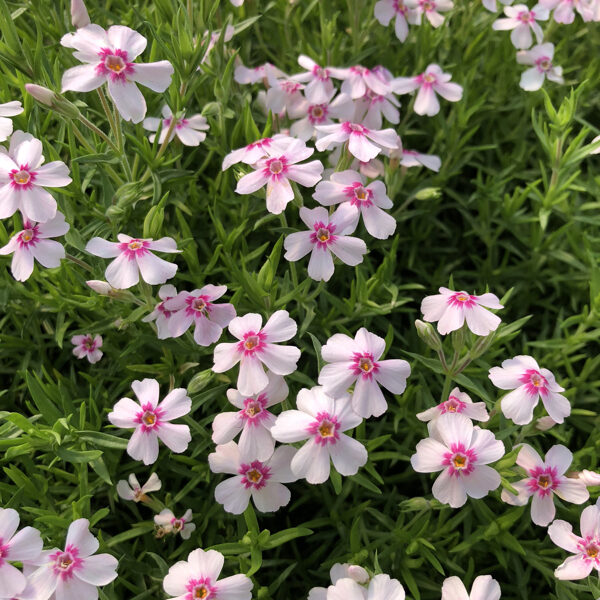 Flioksas (Phlox subulata) 'Coral Eye'