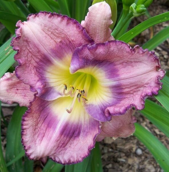 Viendienė (Hemerocallis) 'Palace Garden Beauty'