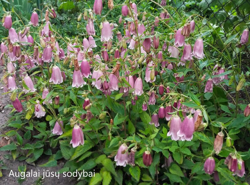 Taškuotasis katilėlis (Campanula punctata) 'Pantaloons'