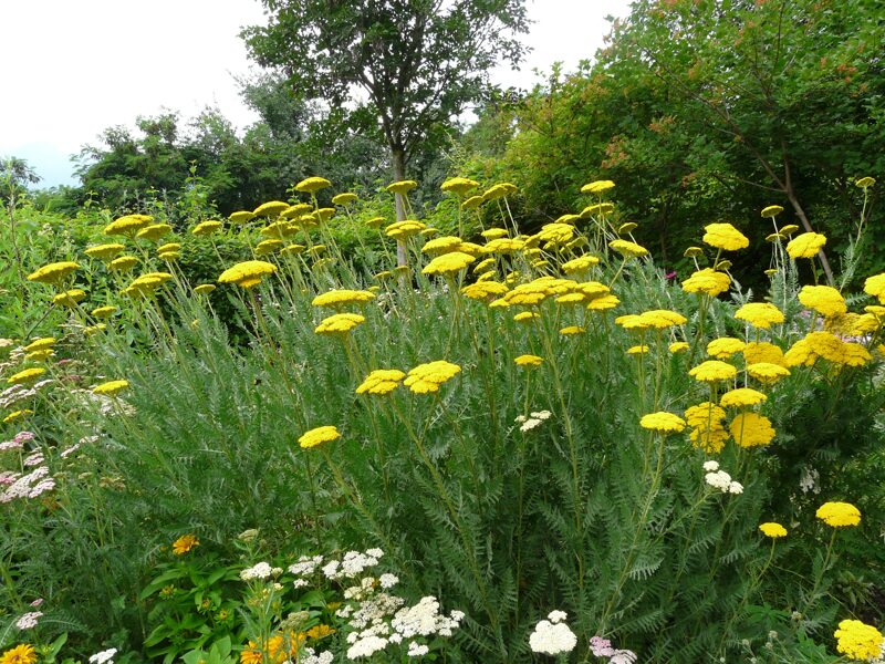 Vingiorykštinė kraujažolė (Achillea filipendulina) ‘Parker‘s Variety’