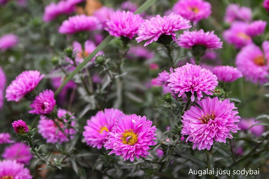 Virgininis astras (Aster novi-belgii) 'Patricia Ballard'