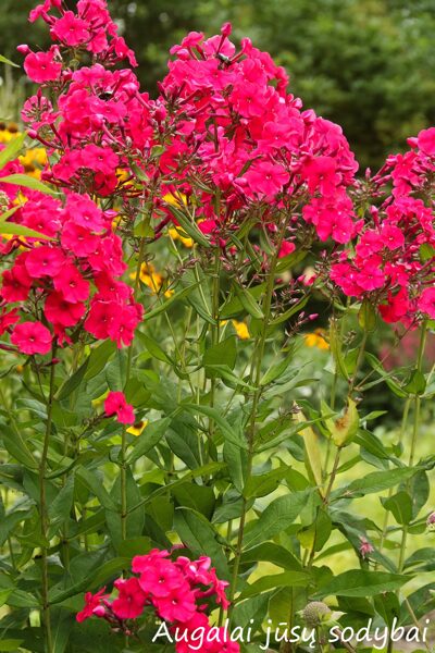 Šluotelinis flioksas (Phlox paniculata) ‘Peacock Cherry Red‘