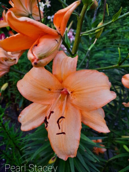 Lelija (Lilium) 'Pearl Stacey'