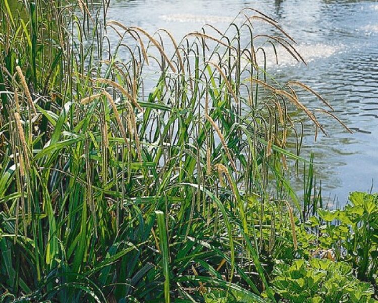 Viksva svyrančioji (Carex pendula)