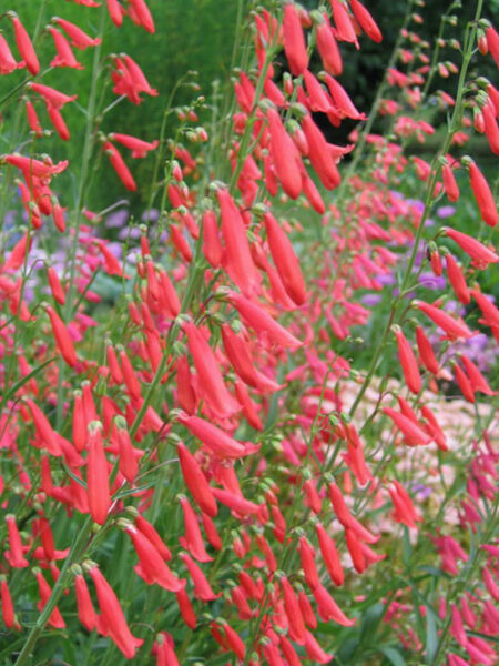 Penstemonas barzdotasis (Penstemon barbatus)