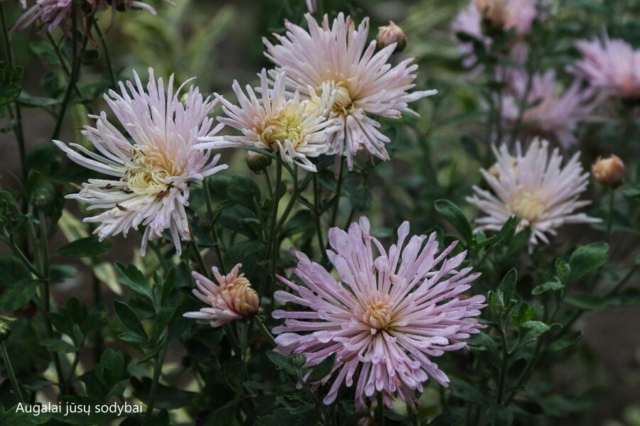 Chrizantema (Chrysanthemum x hybridum) 'Perlinka Pink'