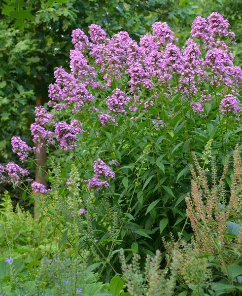 Flioksas (Phlox paniculata) 'Jeana'