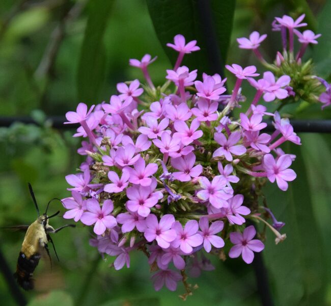 Flioksas (Phlox paniculata) 'Jeana'