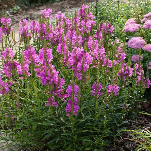 Pūstatauris virgininis (Physostegia virginiana) 'Vivid'