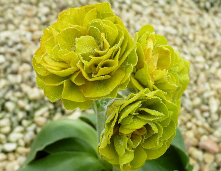Raktažolė (Primula auricula) 'Piccalilli'